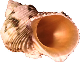 Hermit crab shell isolated on transparent background part 2. Side view 