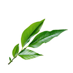Fototapeta premium Green tea leaf against transparent background
