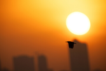 Electronic shutter,  rolling shutter effect and distortion showing shilouette of Black-crowned...