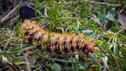 caterpillar on a leaf