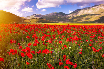 Poppy flowers blooming on summer meadow in mountain valley