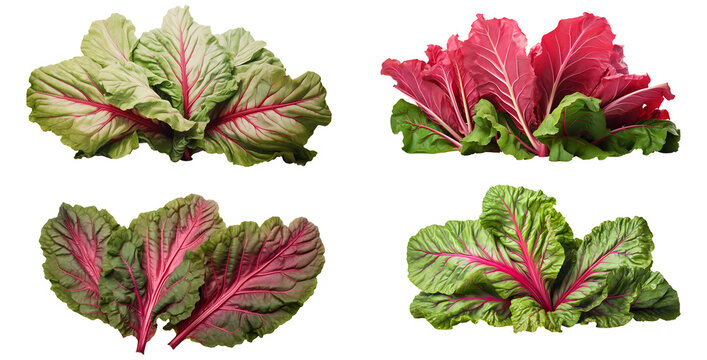 Fresh organic rhubarb leaves set on transparent background. rhubarb leaves png bundle