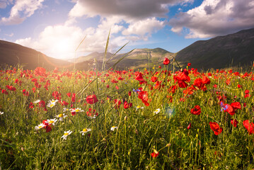 Wild flowers in a summer meadow in mountain valley