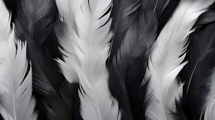 Black and white feathers background as beautiful abstract wallpaper header.