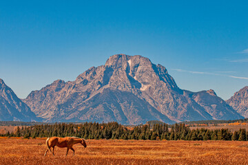 Palomino Horse Walking Across Grassy Meadow