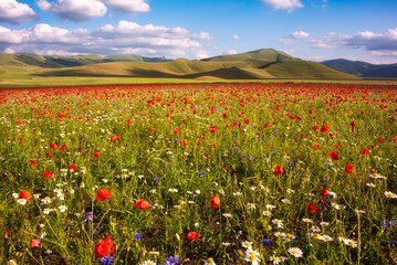 Wild flowers in a summer meadow in mountain valley