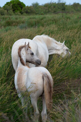 Obraz premium Camargue Horse, Adult and foal eating Grass through Swamp, Saintes Marie de la Mer in Camargue, in the South of France, High quality photo