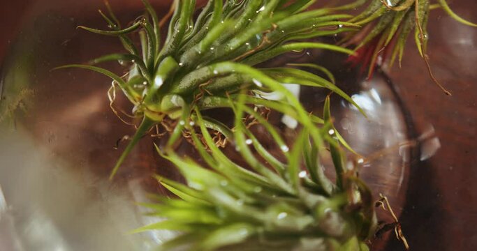 Caucasian woman shopkeeper or worker plant shop bathing atmospheric tillandsia at glass basen inside flowers and vintage interior decorations accessories store. Small business and gardening concept.