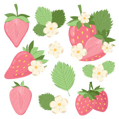 Pink ripe strawberry. Big set of vector illustrations of strawberries with flowers and leaves.