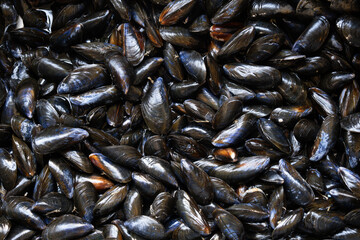 Top view of many mussels