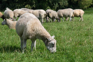 Naklejka na ściany i meble Sheep grazing near Avebury