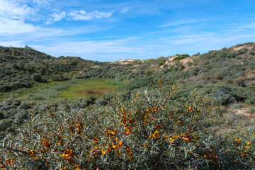 Fototapeta premium Dunes de la Slack and Sea-buckthorn in the Hauts de France region