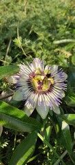 Passiflora