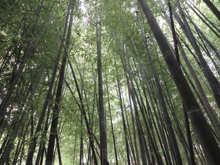 Bamboo forest
