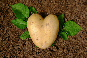 A fresh crop of potatoes in the shape of a heart against the background of soil and leaves of...