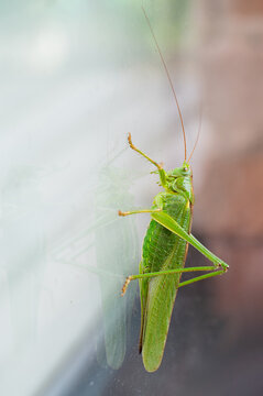 Green grasshopper, cricket insect crawling a window, bush-cricket Tettigonia viridissima
