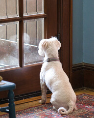 white dog checking out his reflection in the door window