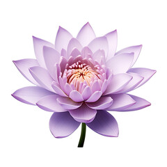 transparent background with a lone purple lotus