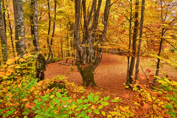 Autumn's Rustic Symphony: A Majestic Tapestry of Fallen Leaves