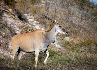 Wild female Eland or common eland is the largest African antelope in the savannah.