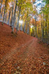 Autumn's Rustic Symphony: A Majestic Tapestry of Fallen Leaves