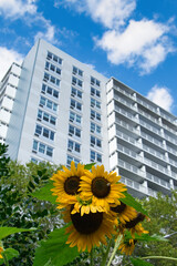 sunflower in front of apartment building looking up