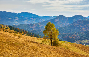 A Majestic Landscape: Yellow Leaves, Coniferous and Deciduous Forests Surround a Peaceful Village in an Autumn Morning