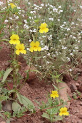 Wide Throat Yellow Monkeyflower, Diplacus Brevipes, a native annual herb with raceme inflorescences during springtime in the Santa Monica Mountains.