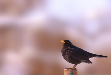 Blackbird on a fence post against a blurred background of indeterminate color.