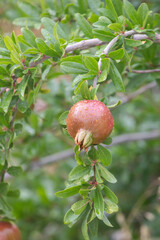 Raindrops on the unripe pomegranates.