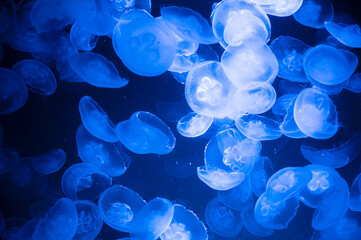 Common jellyfish or moon jelly, group of Aurelia aurita at the brackish water of the baltic sea,...