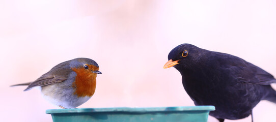 Robin and blackbird on the feeder against the backdrop of snow...