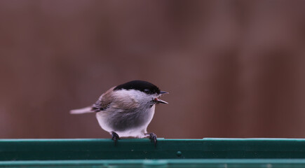 The black-headed tit sits on the feeder and gets angry at an invisible rival....
