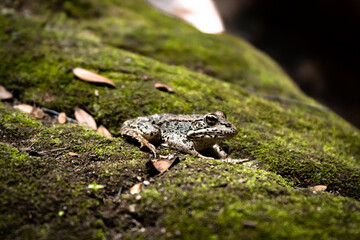 Rana meditteranea