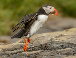 Sea Birds