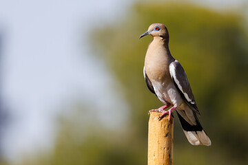 White-winged dove (Zenaida asiatica) perched on a wooden post in Arizona during spring. 
