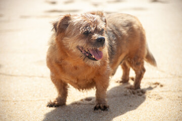 Joyful old dog basking on the beach, relishing the sands of time. A heartwarming moment of pure canine bliss.