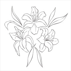 Line Art Lily Flowers on the white Background. Vector Illustration.