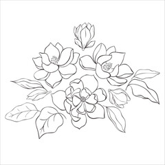 Line Art Magnolia Flowers on the white Background. Vector Illustration.