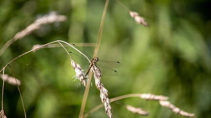 dragonfly on a branch