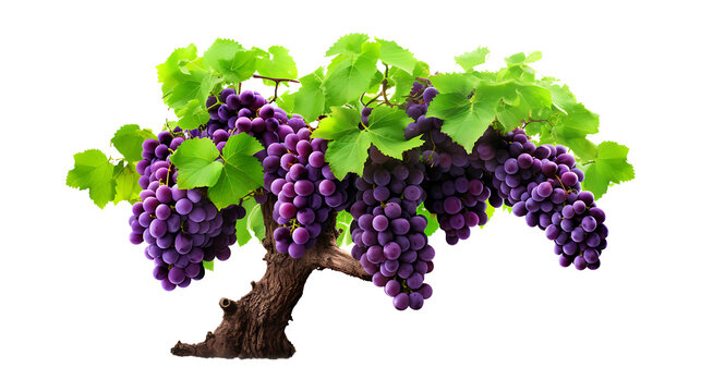 Fresh organic grape fruits tree on transparent background. grape plants png