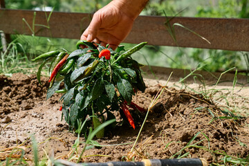 Home gardening. Hand of gardener checking up leaves of chili pepper plant in the garden.