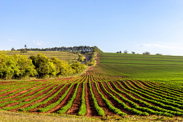 Fototapeta na wymiar Soybean fields, grown on a farm in Brazil, with country road background