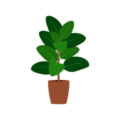 Ficus plant in pot flat illustration isolated on white background