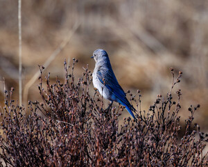 Mountain bluebird (Sialia currucoides) perched on a brush thicket with a blurred background during spring
