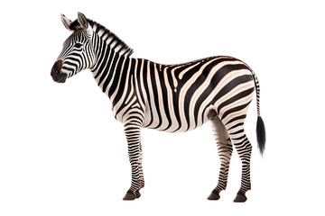 Fototapeta na wymiar Zebra isolated on a transparent background. Animal left side view portrait.