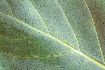 Background texture green leaf structure macro photography