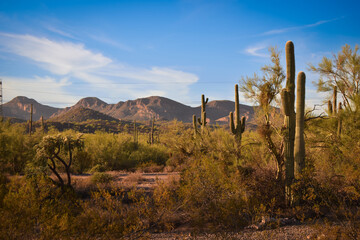Desert Cactii in Phoenix Arizona, USA