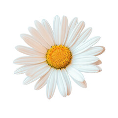 Blooming daisy in the garden is white