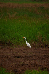 Fototapeta premium little heron known as the Snowy Egret (Egretta thula), perched on a wetland plot against a background of verdant grass.